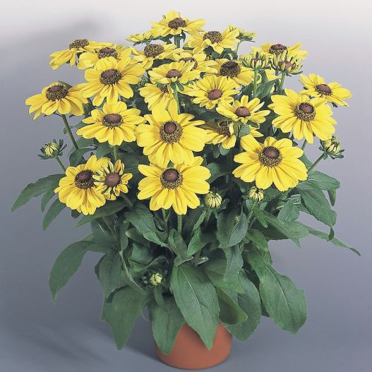 ルドベキア　トト シリーズ 