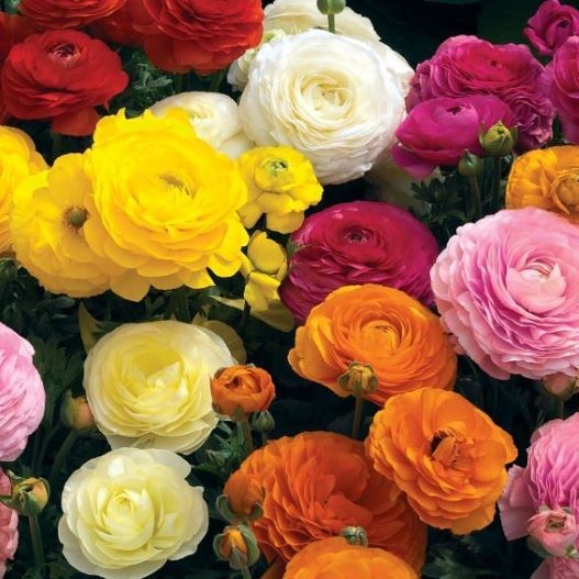 ラナンキュラス F1　マシェ シリーズ 