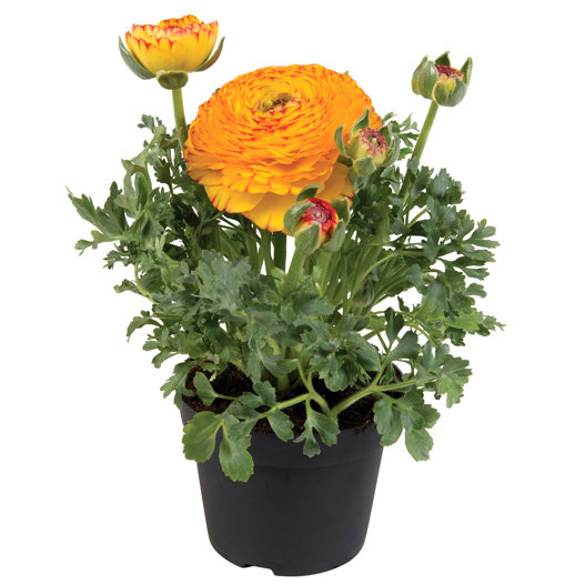 ラナンキュラス F1　スプリンクルス シリーズ 