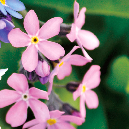 ミオソティス　モナミ シリーズ 忘れな草