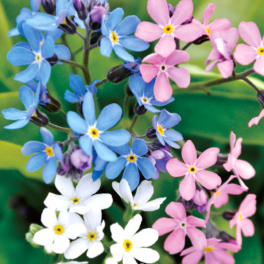 ミオソティス　モナミ シリーズ 忘れな草