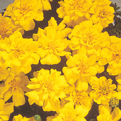 マリーゴールド フレンチ サファリ シリーズ｜WEBカタログ｜未来