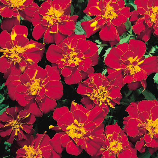 マリーゴールド フレンチ サファリ シリーズ｜WEBカタログ｜未来