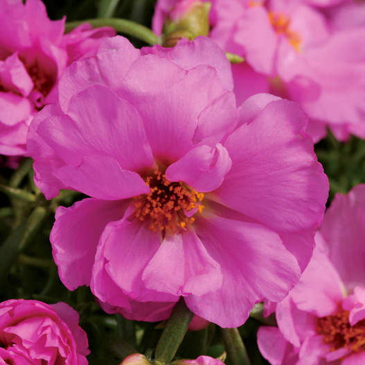 ポーチュラカ(松葉ぼたん) F1　ハッピーアワー シリーズ 