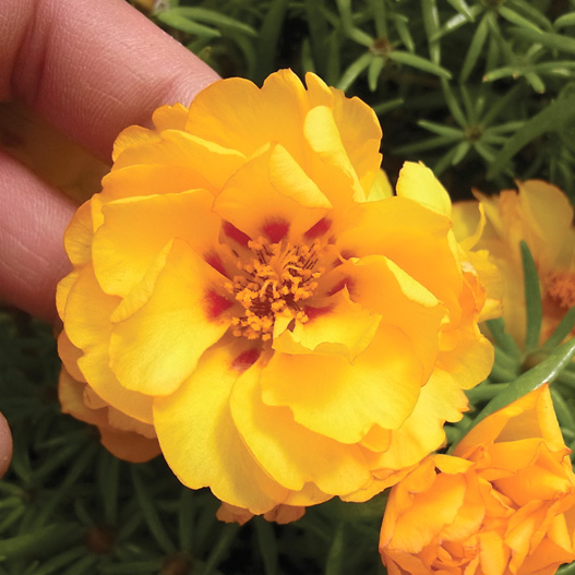 ポーチュラカ(松葉ぼたん) F1　ハッピーアワー シリーズ 