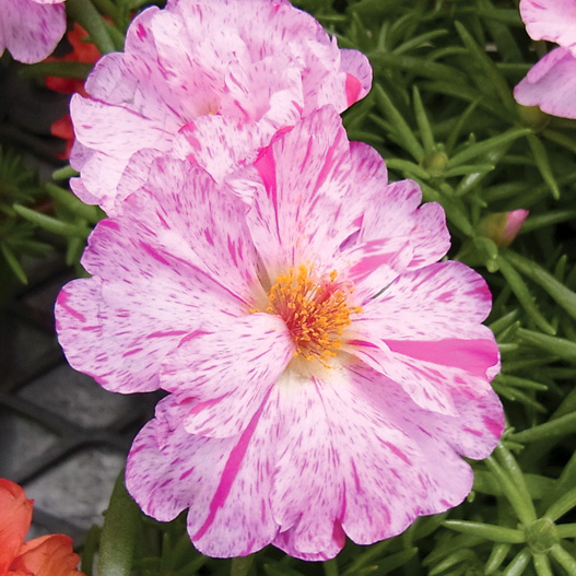 ポーチュラカ(松葉ぼたん) F1　ハッピーアワー シリーズ 