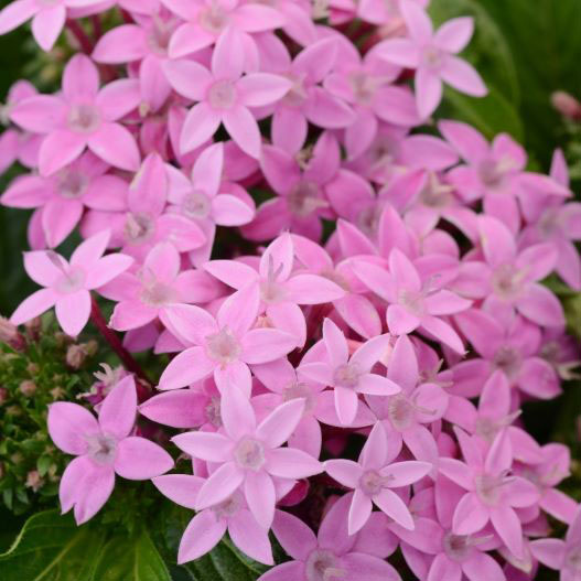 ペンタス F1　ラッキースター シリーズ 