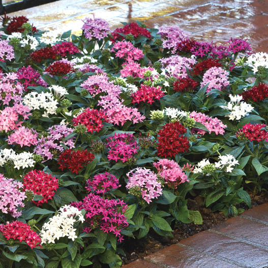 ペンタス F1　ラッキースター シリーズ 