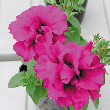 ペチュニア F1　ダブルキャスケード シリーズ 