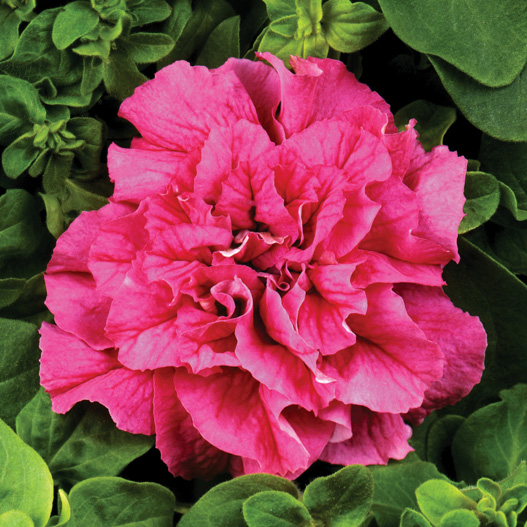 ペチュニア F1　ダブルキャスケード シリーズ 