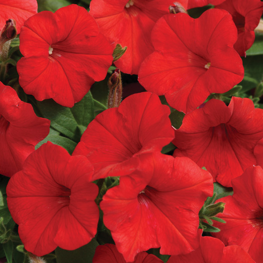 ペチュニア F1　イージーウェーブ シリーズ 