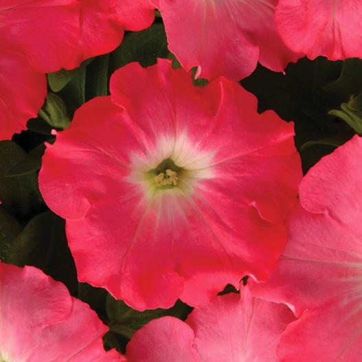 ペチュニア F1　イージーウェーブ シリーズ 