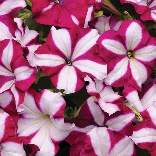 ペチュニア F1　イージーウェーブ シリーズ 