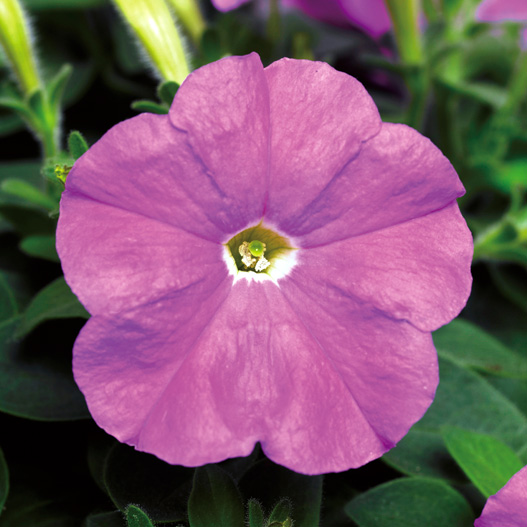 ペチュニア F1　ピコベラ シリーズ 