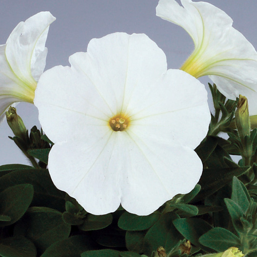 ペチュニア　エコチュニア シリーズ 