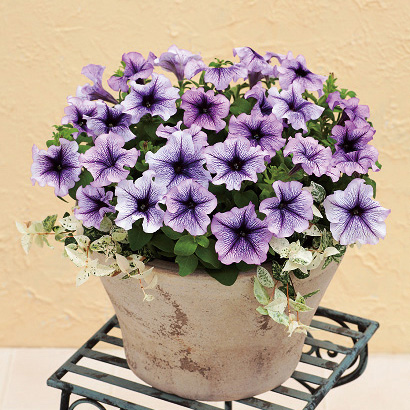 ペチュニア　エコチュニア シリーズ 