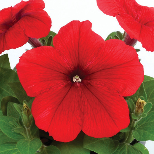 ペチュニア　エコチュニア シリーズ 