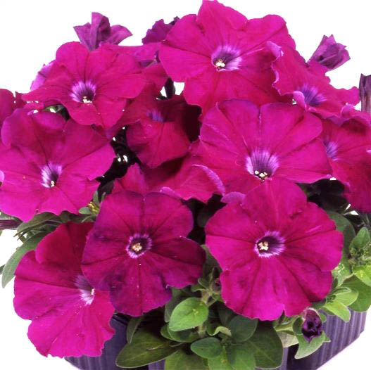 ペチュニア F1　マンボGP シリーズ 