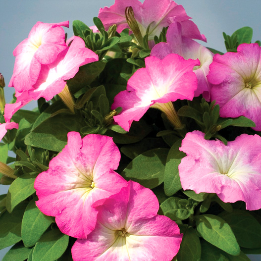 ペチュニア F1　マンボGP シリーズ 