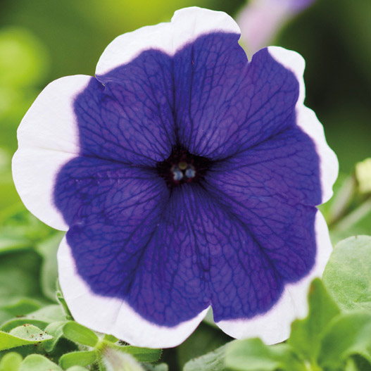 ペチュニア F1　マンボGP シリーズ 