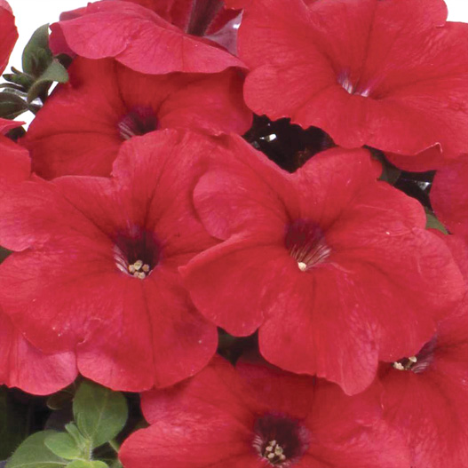 ペチュニア F1　マンボGP シリーズ 