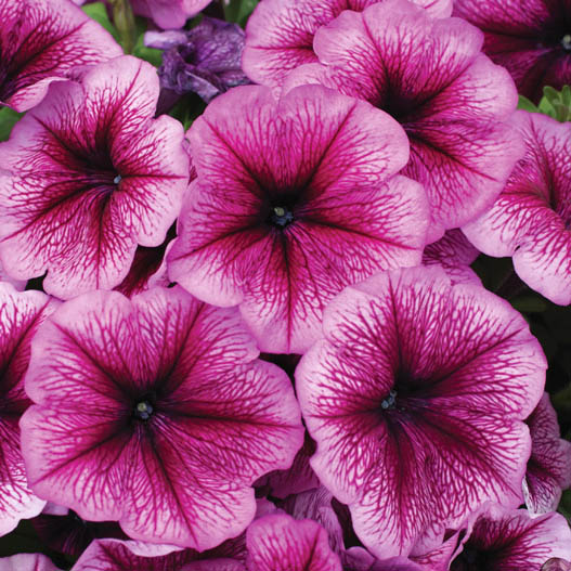 ペチュニア F1　マンボGP シリーズ 