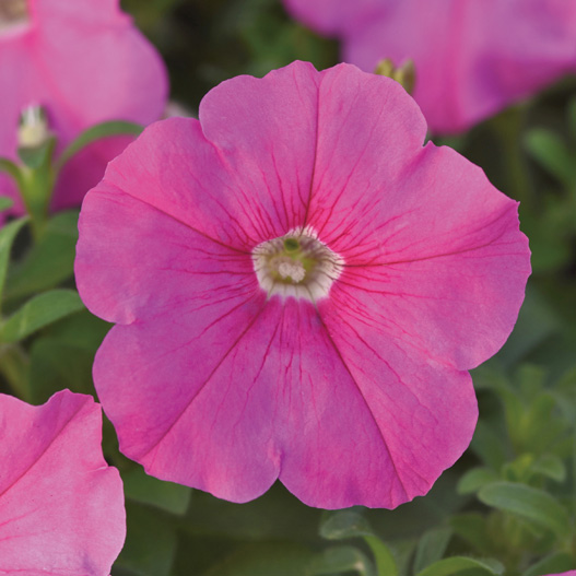 ペチュニア F1　ミラージュ シリーズ 