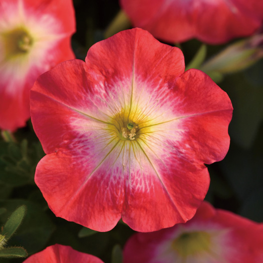 ペチュニア F1　ミラージュ シリーズ 