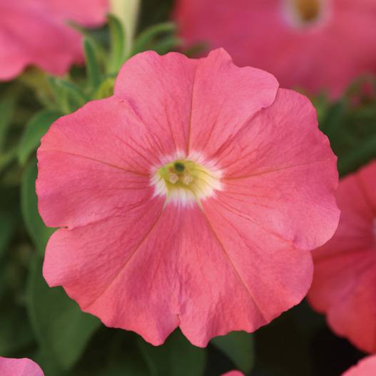 ペチュニア F1　ミラージュ シリーズ 