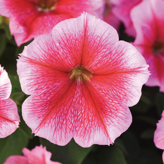 ペチュニア F1　ミラージュ シリーズ 