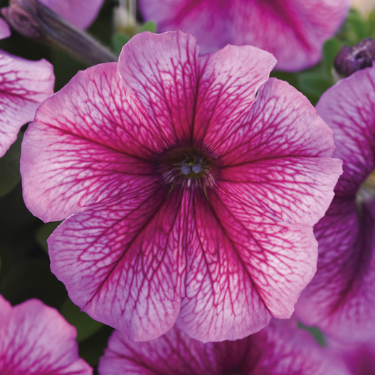 ペチュニア F1　ミラージュ シリーズ 