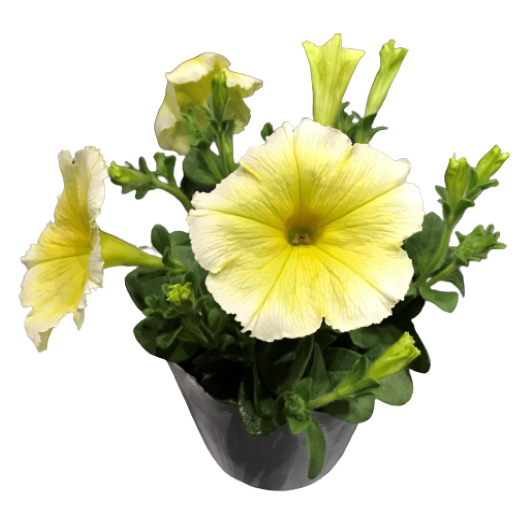 ペチュニア F1　ミラージュ シリーズ 