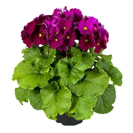 プリムラ オブコニカ F1　タッチミー ミディ シリーズ 