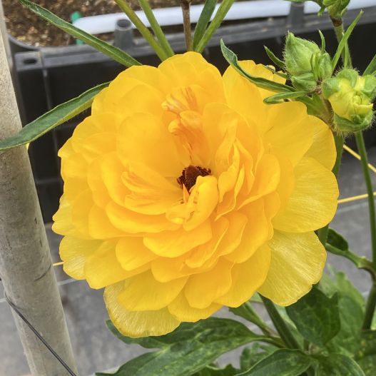 ラナンキュラス　ラックス シリーズ 