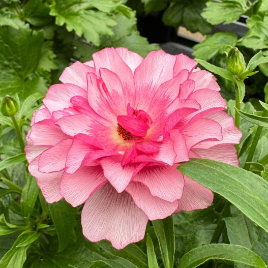 ラナンキュラス　ラックス シリーズ 