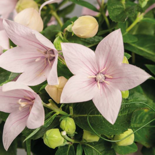 キキョウ　ポップスター シリーズ 