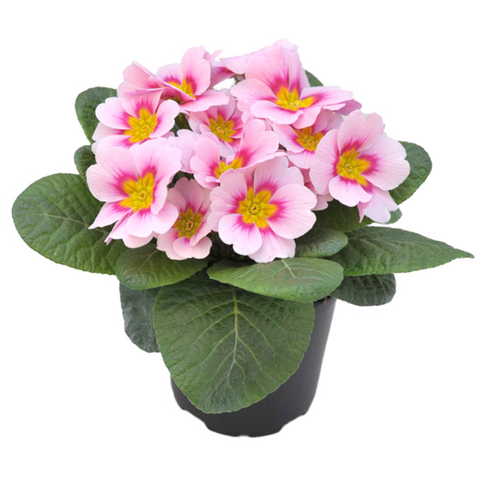 プリムラ アコーリス F1　ボネリ シリーズ 