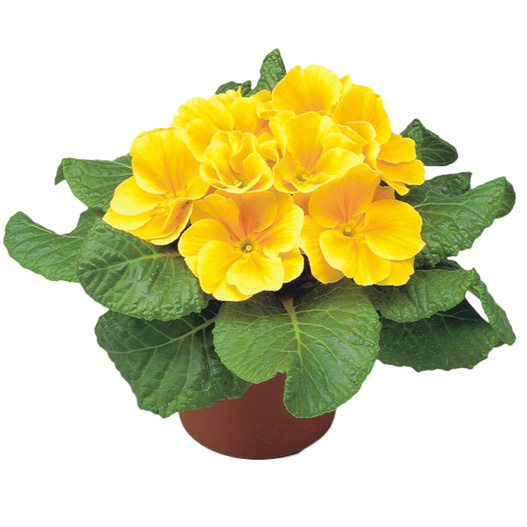 プリムラ アコーリス F1　ボネリ シリーズ 