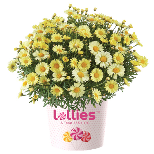 マーガレット　ロリーズ (Lollies) 