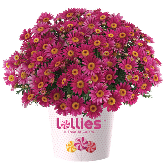 マーガレット　ロリーズ (Lollies) 