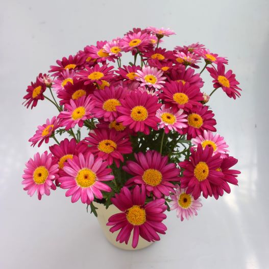 マーガレット　ロリーズ (Lollies) 