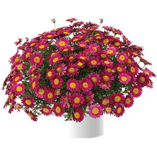 マーガレット　アンジェリック 