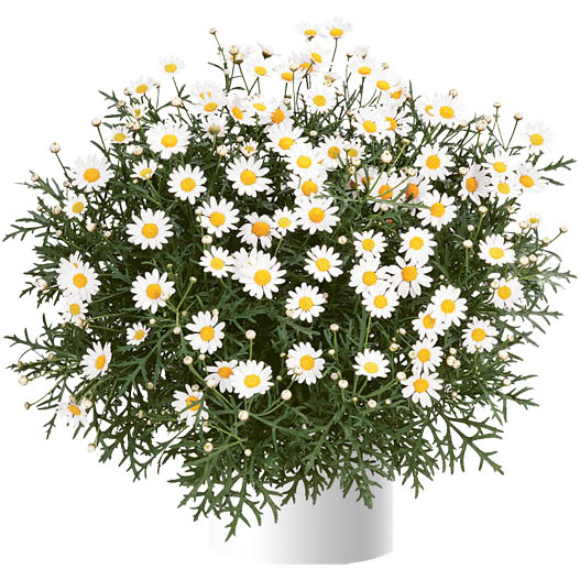 マーガレット　アンジェリック 