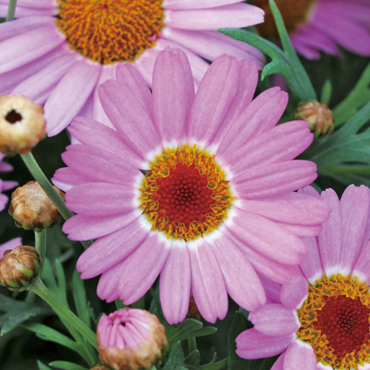 マーガレット　モリンバ 