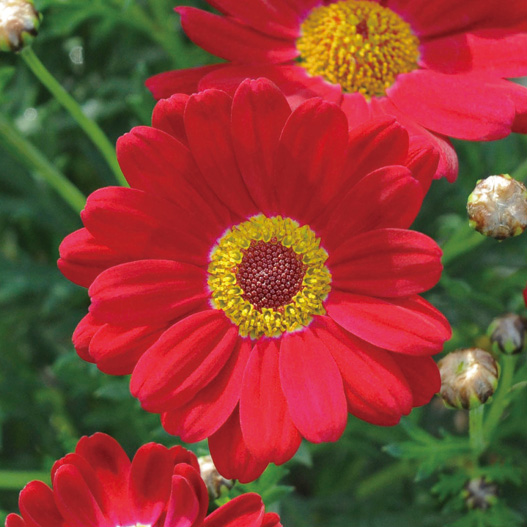 マーガレット　モリンバ 