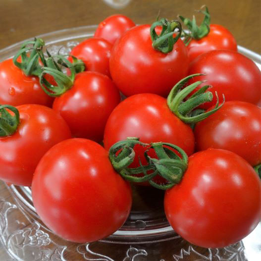 ミニトマト　エコスィート 