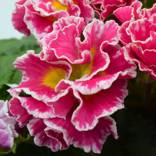 プリムラ ポリアンサ　ロココ姫 