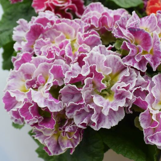 プリムラ ポリアンサ　ロココ姫 