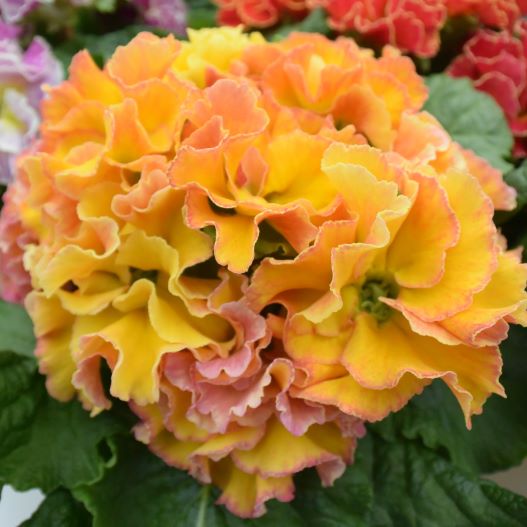 プリムラ ポリアンサ　ロココ姫 