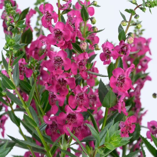 アンゲロニア　アロニア シリーズ 